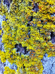 Xanthoria parietina — эффектный лишайник среди древесной фактуры - geniuses