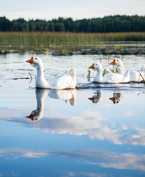 Стая гусей плывет по гладкой поверхности озера. A flock of geese is swimming across the smooth surface of the lake - KonstantinDK