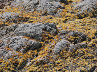 Морские камни с фактурой. Мох. Natural stone texture with cracks. Сахалин. Sakhalin. (Marka) - marka