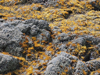 Морские камни с фактурой. Мох. Natural stone texture with cracks. Сахалин. Sakhalin. (Marka) - marka