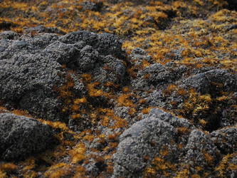 Морские камни с фактурой. Мох. Natural stone texture with cracks. Сахалин. Sakhalin. (Marka) - marka