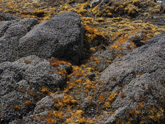Морские камни с фактурой. Мох. Natural stone texture with cracks. Сахалин. Sakhalin. (Marka) - marka