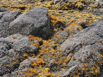 Морские камни с фактурой. Мох. Natural stone texture with cracks. Сахалин. Sakhalin. (Marka) - marka