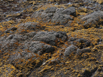 Морские камни с фактурой. Мох. Natural stone texture with cracks. Сахалин. Sakhalin. (Marka) - marka