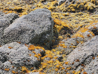 Морские камни с фактурой. Мох. Natural stone texture with cracks. Сахалин. Sakhalin. (Marka) - marka