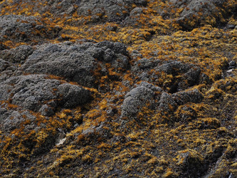 Морские камни с фактурой. Мох. Natural stone texture with cracks. Сахалин. Sakhalin. (Marka) - marka