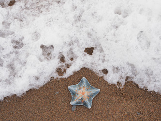 Морская звезда на берегу моря. Сахалин. A starfish on the seashore. Sakhalin. (Marka) - marka