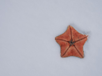 Морская звезда на берегу моря. Сахалин. A starfish on the seashore. Sakhalin. (Marka) - marka