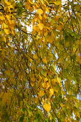 Береза с осенней листвой, Красноярск. Tree with autumn foliage, Krasnoyarsk - MariaMit