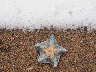 Морская звезда на берегу моря. Сахалин. A starfish on the seashore. Sakhalin. (Marka) - marka