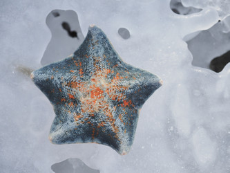 Морская звезда на берегу моря. Сахалин. A starfish on the seashore. Sakhalin. (Marka) - marka