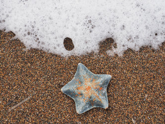 Морская звезда на берегу моря. Сахалин. A starfish on the seashore. Sakhalin. (Marka) - marka