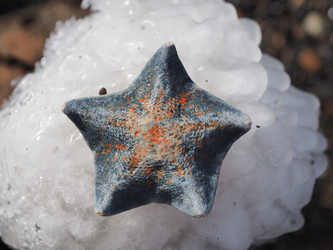 Морская звезда на берегу моря. Сахалин. A starfish on the seashore. Sakhalin. (Marka) - marka