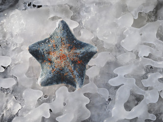 Морская звезда на берегу моря. Сахалин. A starfish on the seashore. Sakhalin. (Marka) - marka