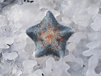 Морская звезда на берегу моря. Сахалин. A starfish on the seashore. Sakhalin. (Marka) - marka