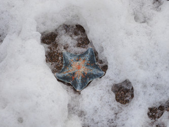 Морская звезда на берегу моря. Сахалин. A starfish on the seashore. Sakhalin. (Marka) - marka