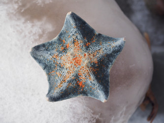 Морская звезда на берегу моря. Сахалин. A starfish on the seashore. Sakhalin. (Marka) - marka
