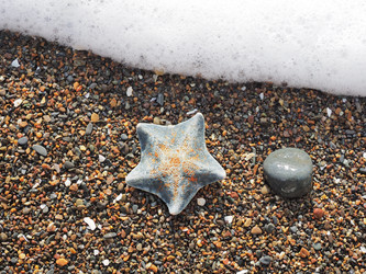 Морская звезда на берегу моря. Сахалин. A starfish on the seashore. Sakhalin. (Marka) - marka