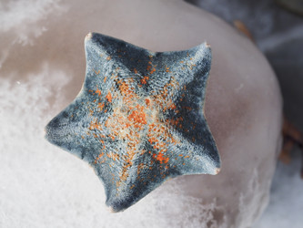 Морская звезда на берегу моря. Сахалин. A starfish on the seashore. Sakhalin. (Marka) - marka