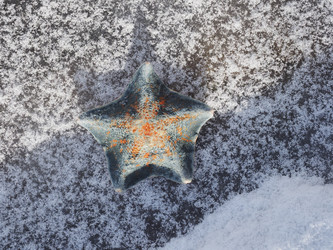 Морская звезда на берегу моря. Сахалин. A starfish on the seashore. Sakhalin. (Marka) - marka