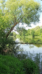 Уют у воды: лесной пейзаж с зеркальным отражением солнца и сочной зеленой листвой - geniuses