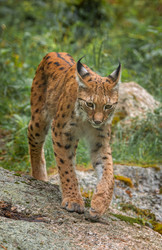 Евразийская рысь (Lynx lynx) в лесу - cookelma