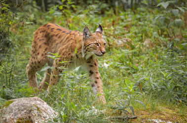 Евразийская рысь (Lynx lynx) в лесу - cookelma