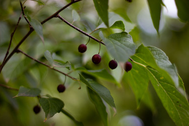 Плоды и листья каркаса (Celtis) на ветке, макросъемка - AleksSu