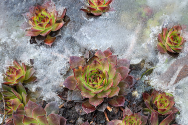 Семпервивум, или «каменная роза» (лат. Sempervivum), весной оттаивает из-подо льда - NatYS
