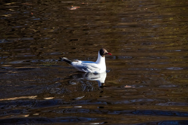 Озерная чайка плывет по спокойной воде пруда с солнечными бликами / Black-headed gull swimming on the calm dark pond water with golden ripples - LilySemenova