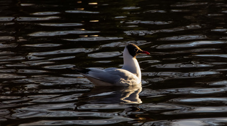 Озерная чайка плывет по спокойной воде пруда с солнечными бликами. Black-headed gull swimming on the calm dark pond water with golden ripples - LilySemenova