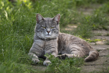 Серая полосатая кошка, отдыхающая на садовой дорожке - Tsar