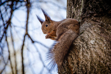 Дикая обыкновенная белка (Sciurus vulgaris) с большим пушистым хвостом сидит в развилке ствола старого дерева и ест орех - LilySemenova