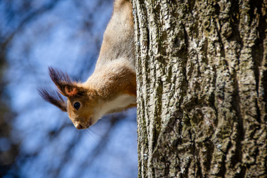 Обыкновенная белка (Sciurus vulgaris) спускается по вертикальному стволу дерева вниз головой в весеннем лесу на фоне размытого синего неба - LilySemenova