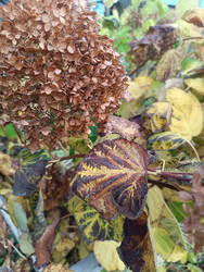 Сухое соцветие гортензии метельчатой (Hydrangea paniculata) осенью — текстура коричневого сухоцвета, осенние листья, сад - Mihail_direct