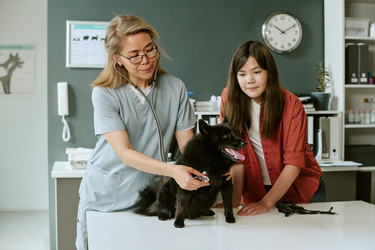 Asian Female Veterinarian Examining Dog with Stethoscope in Clinic - AnnaStills